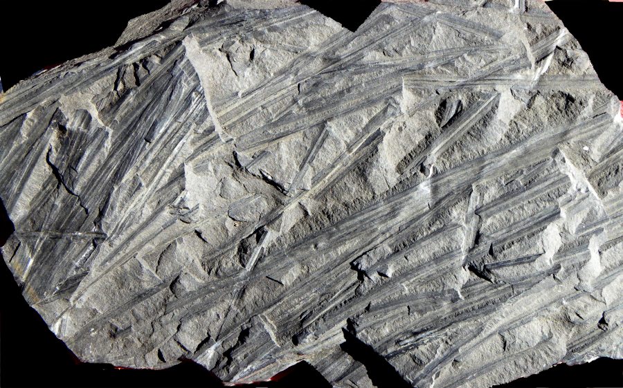 Sigillariophyllum